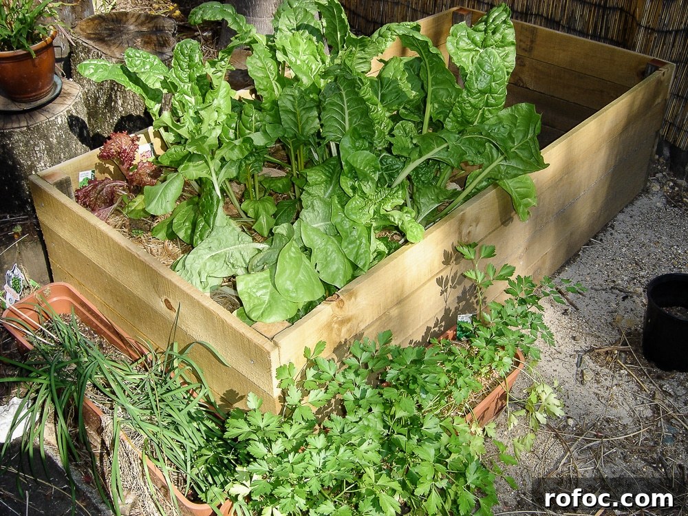 Swiss Chard & Mushroom Pie Recipe: Savory Vegetarian Tart 3 img 1982 2