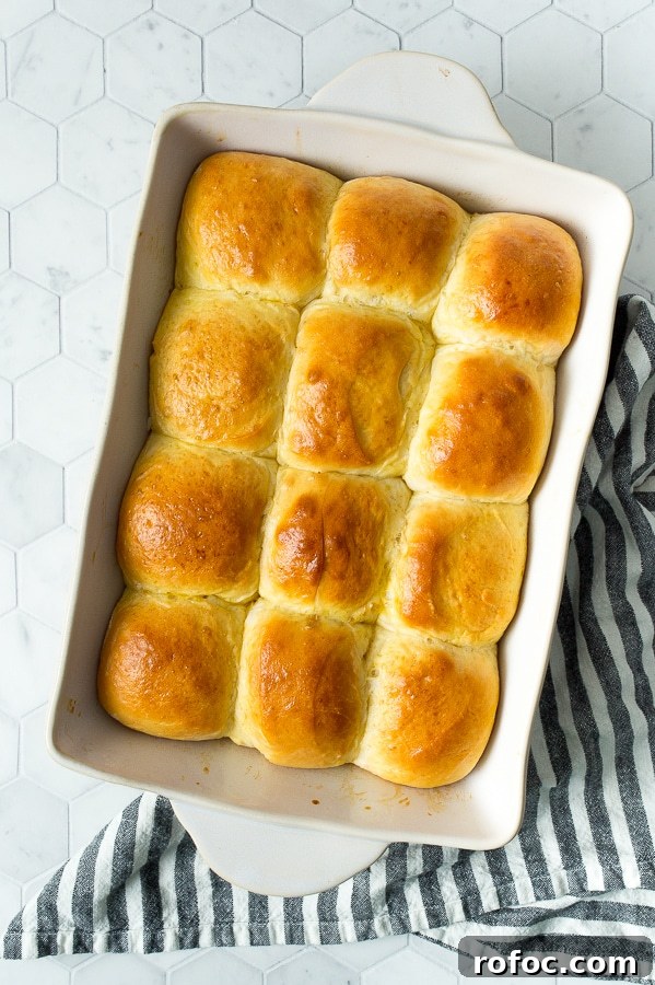 Soft Homemade Dinner Rolls Recipe: Fluffy Yeast Rolls for Any Meal 2 a dozen baked dinner rolls in a white baking sheet on top of a blue and white towel.