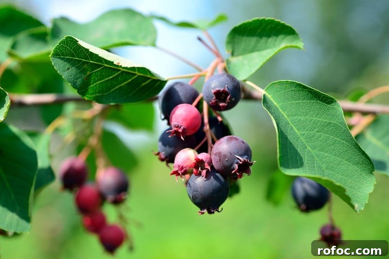 10 Delicious Saskatoon Berry Recipes You’ll Want to Try 3 img 44645 2