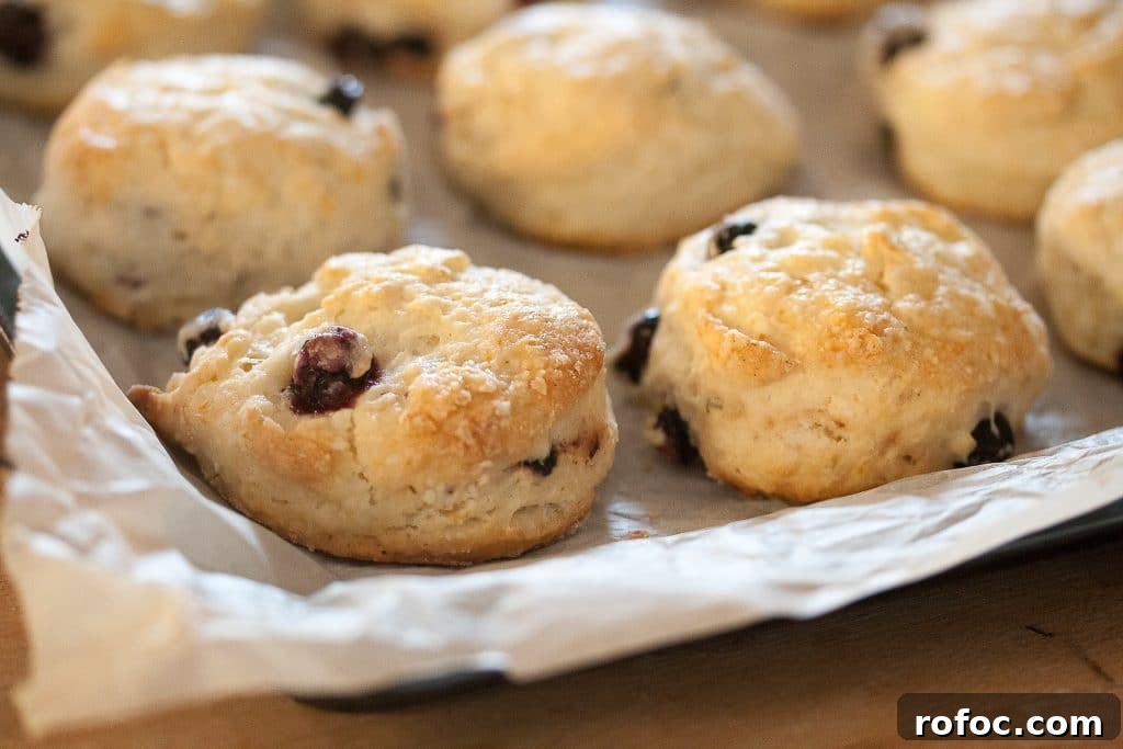 10 Delicious Saskatoon Berry Recipes You’ll Want to Try 21 Mini Saskatoon Scones on a parchment covered pan