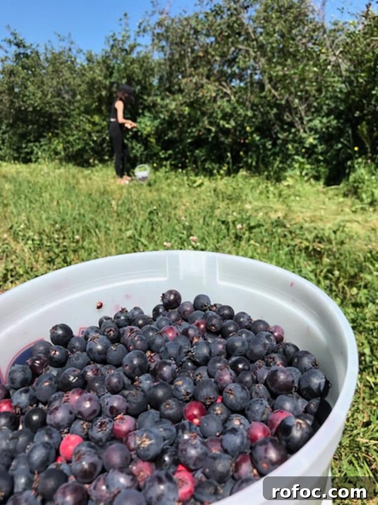 10 Delicious Saskatoon Berry Recipes You’ll Want to Try 4 saskatoon berries in a bucket with Saskatoon bushes in the background