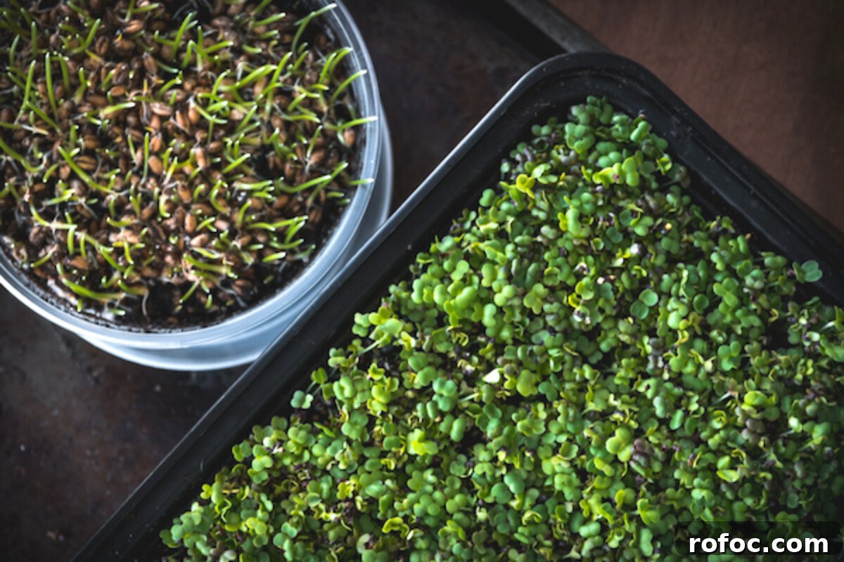 Could Humans Survive a Nuclear Winter? What Science Says 7 Growing Microgreens indoors