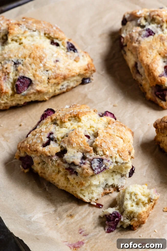 Fresh Cherry Scones: Flaky Homemade Recipe for Summer Baking 13 Cherry scones on a baking pan with a bite missing out of one.
